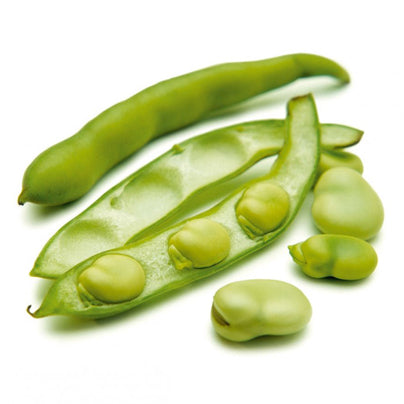 Fresh broad bean