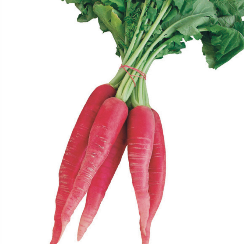 الفجل الكبير (U)