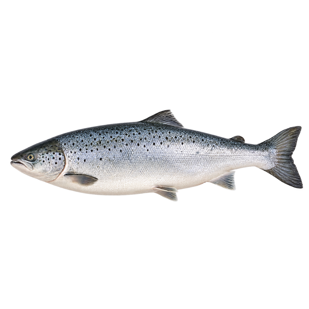 Salmon (kg)