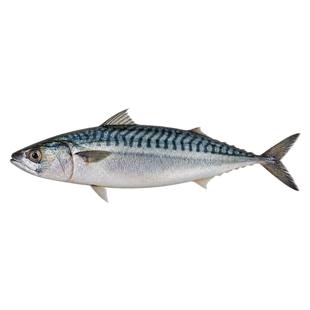 Mackerel (kg)