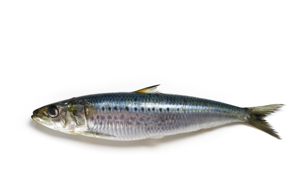Sardines (kg)