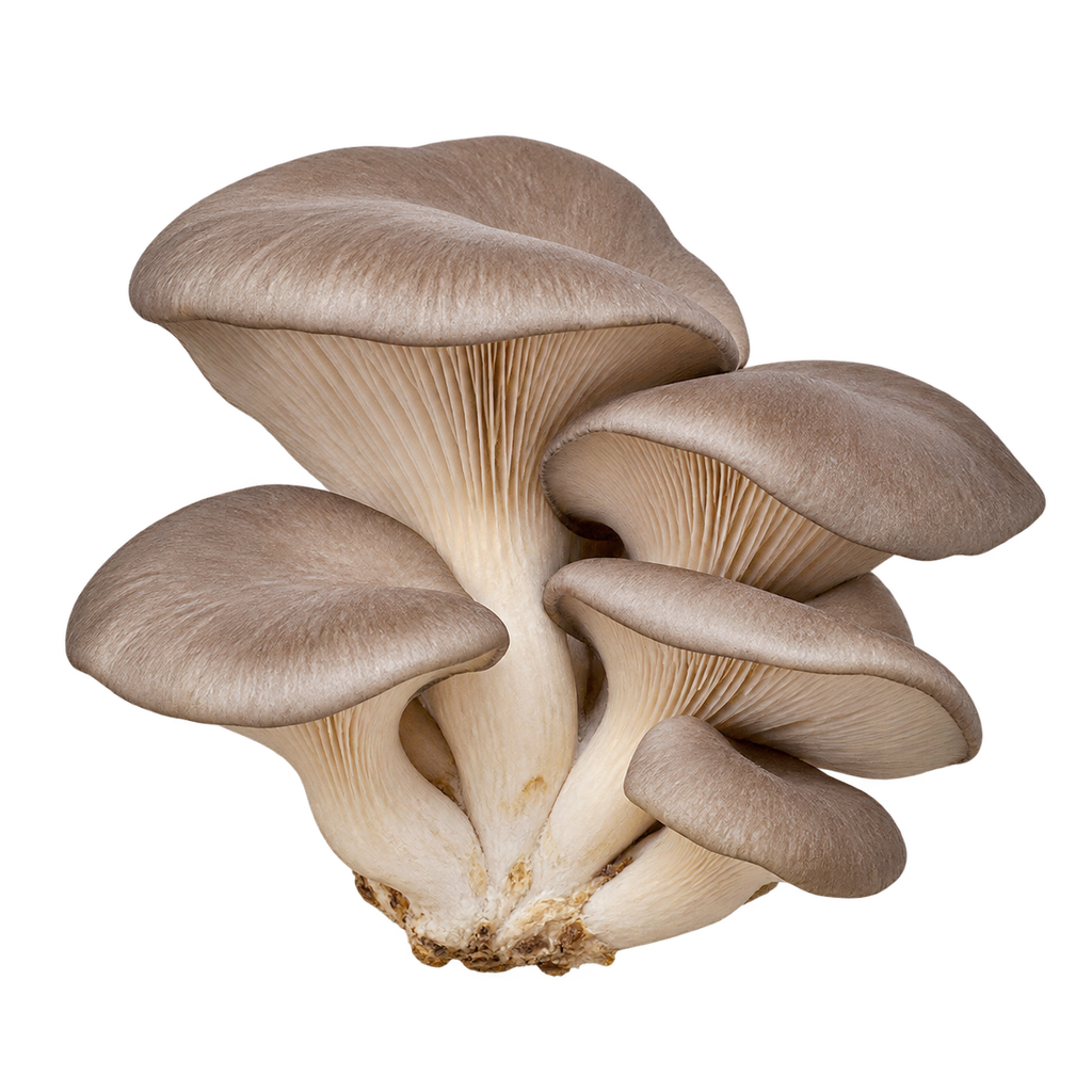 Fresh oyster mushrooms (kg)