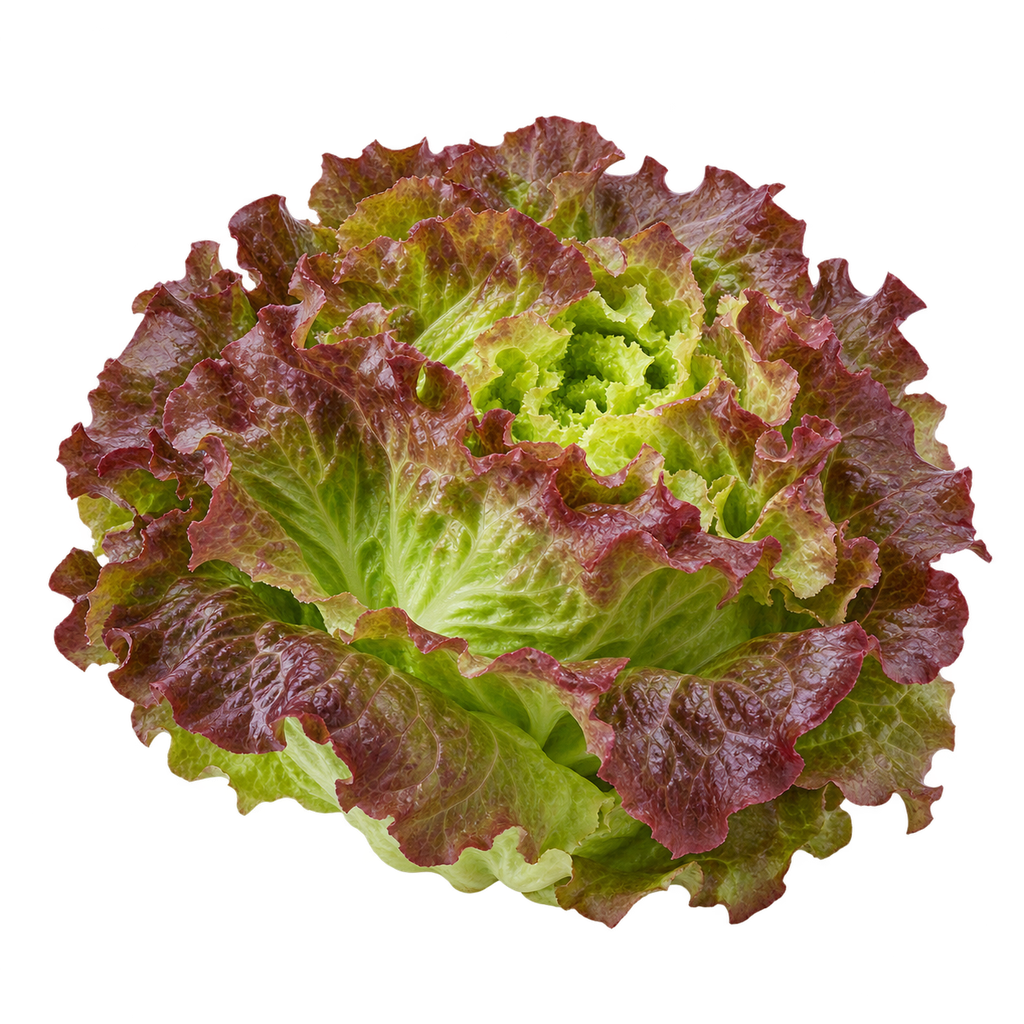Red Batavia lettuce (unit)