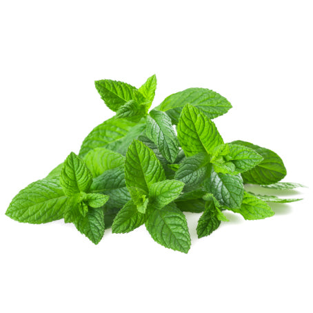 Menthe fraîche