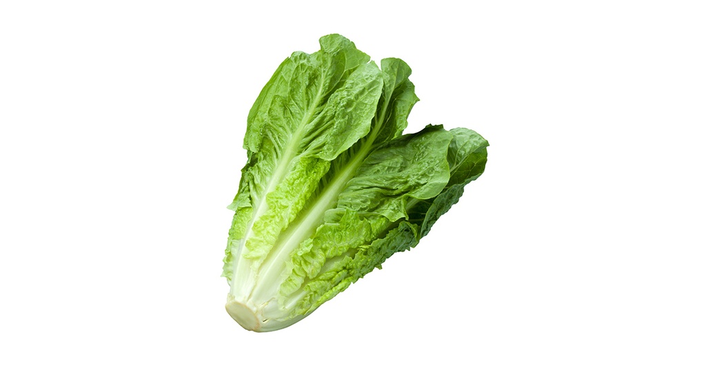 Salade romaine (U)
