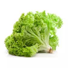 Curly lettuce (U)