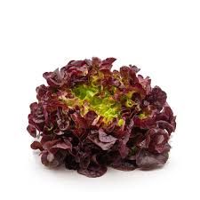 Red leaf lettuce (U)
