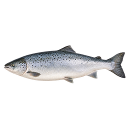 [LP-1465] Salmon (kg)