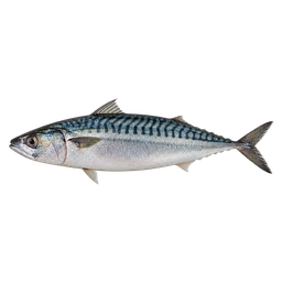 [LP-1467] Mackerel (kg)