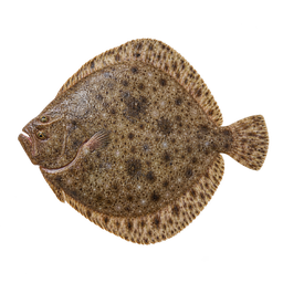 [LP-1476] Turbot fish (kg)