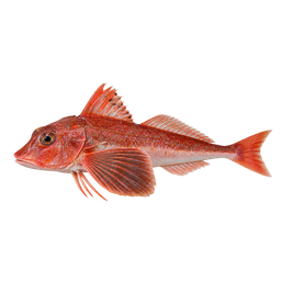 [LP-1478] Gurnard (kg)