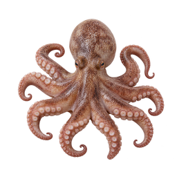 [LP-1487] Octopus (kg)