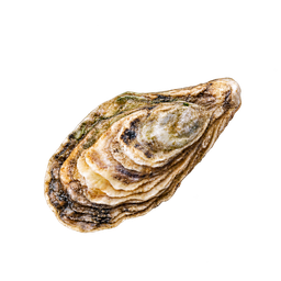 [LP-1490] Oyster (unit)
