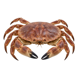 [LP-1491] Crabe (kg)