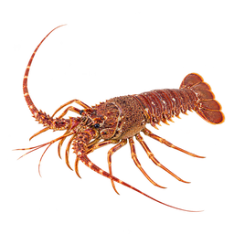 [LP-1493] Spiny lobster (kg)
