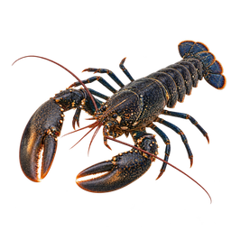 [LP-1494] Homard (kg)