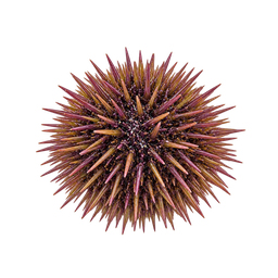 [LP-1496] Sea urchin (unit)