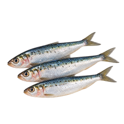 [LP-151] Sardines (kg)