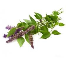 [LP-20] Menthe pouliot (U)