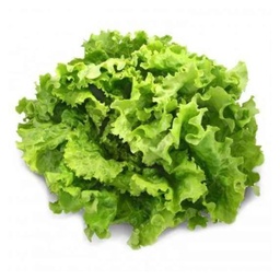 [LP-29] Batavia lettuce (U)
