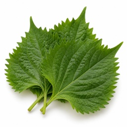 [LP-353] Shiso (U)