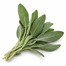 [LP-363] Salmia herb (U)