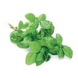 [LP-37] Fresh basil