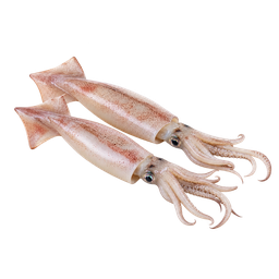 [LP-387] Squid (kg)