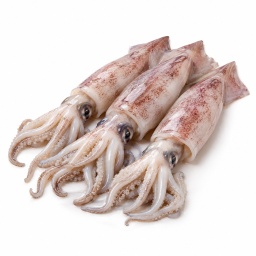 [LP-387] Squid (kg)