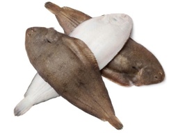 [LP-390] Sole fish for filleting
