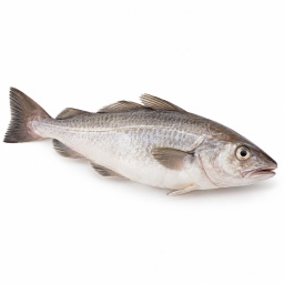 [LP-404] White fish (kg)