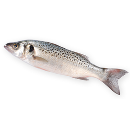 [LP-409] Spotted sea bass (kg)