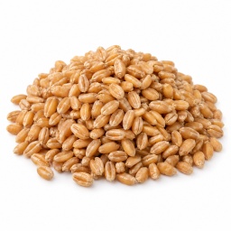 [LP-872] Wheat grain
