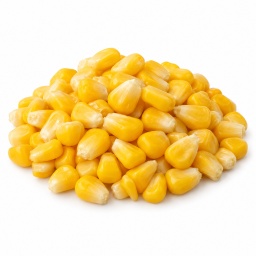 [LP-969] Grains de maïs