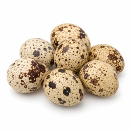[LP-988] Quail egg
